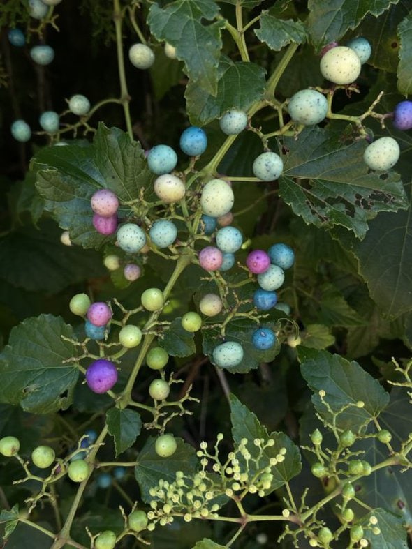 porcelain berries.