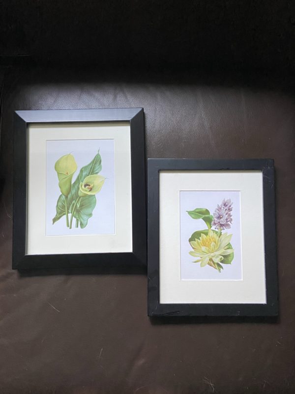 framed flower prints.