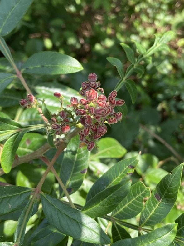 red berries on a branch.