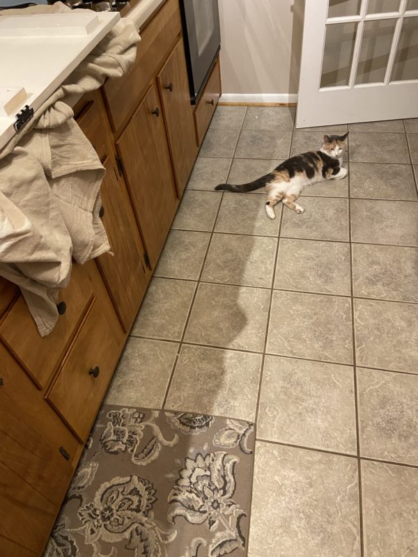 cat on floor.