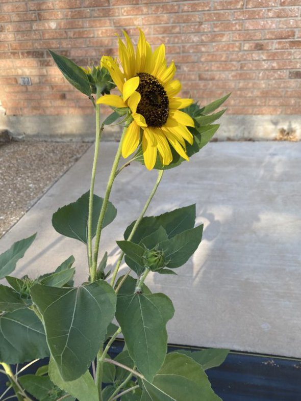 yellow sunflower.