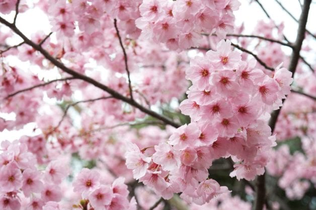 pink cherry blossoms.
