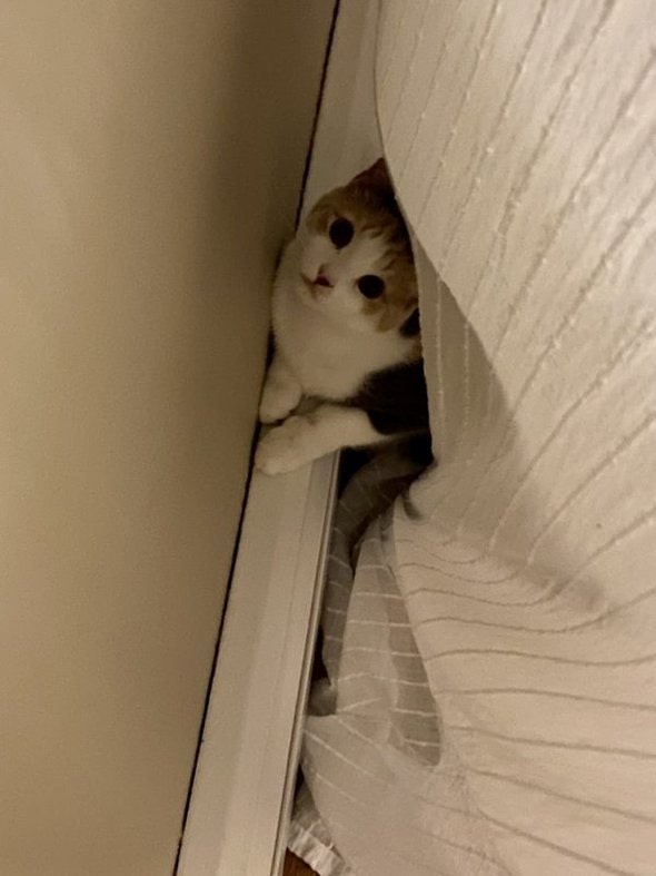 cat hiding behind curtain.