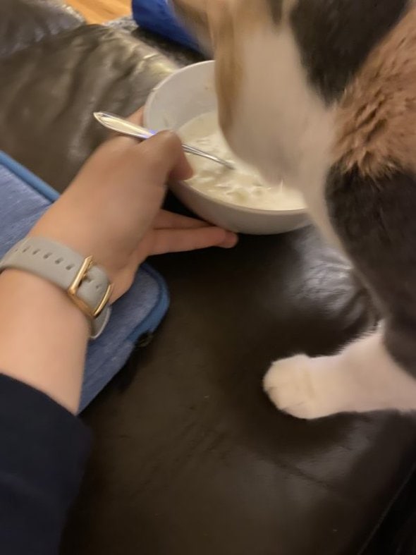 cat trying to get bowl of soup.