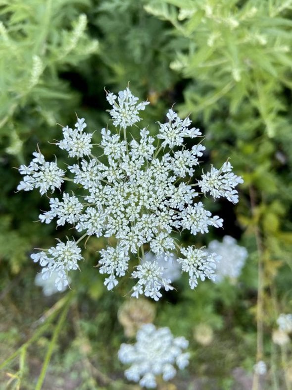 white flower.