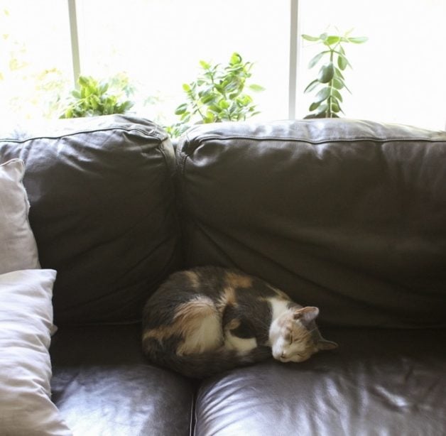 calico cat sleeping on brown leather couch.