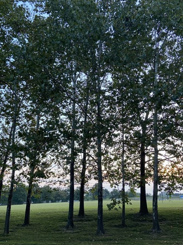 sunrise through trees.