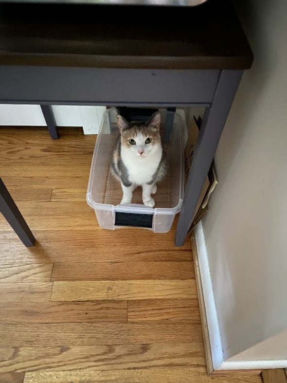 chiquita in a bin.