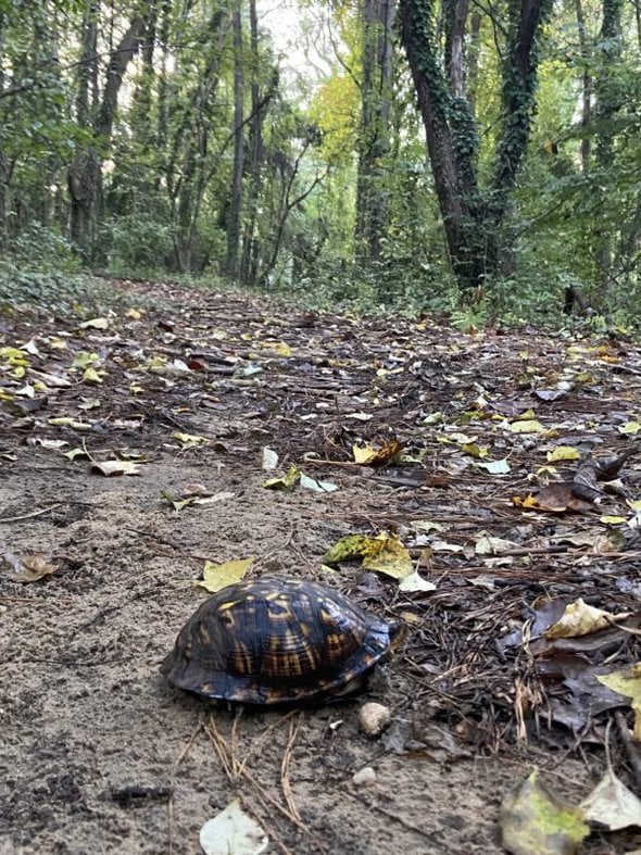 box turtle.