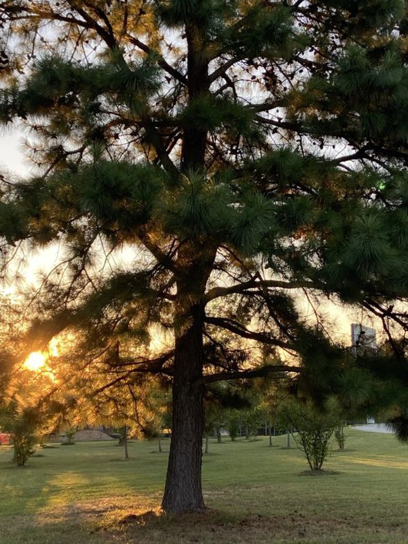 sun peeking through a pine tree.