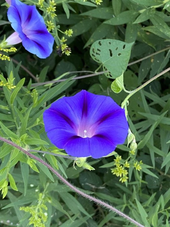 purple flowers.