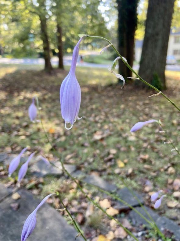 hosta flowers.