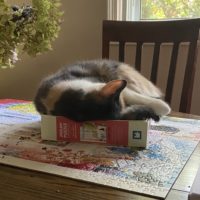 cat in puzzle box.
