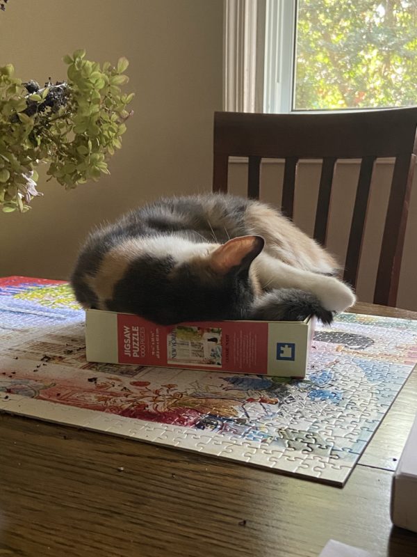 cat in puzzle box.