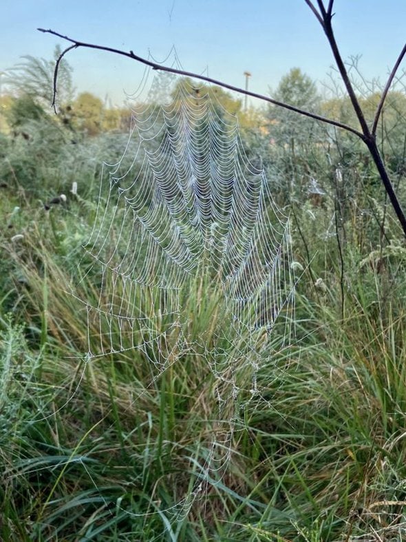 spider web.