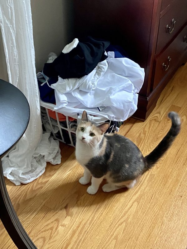 laundry basket.