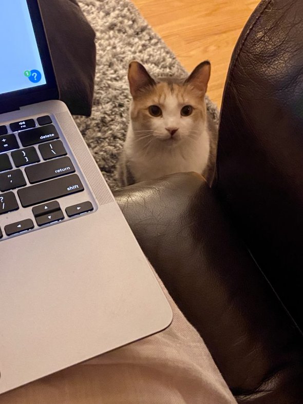 cat peeking up.