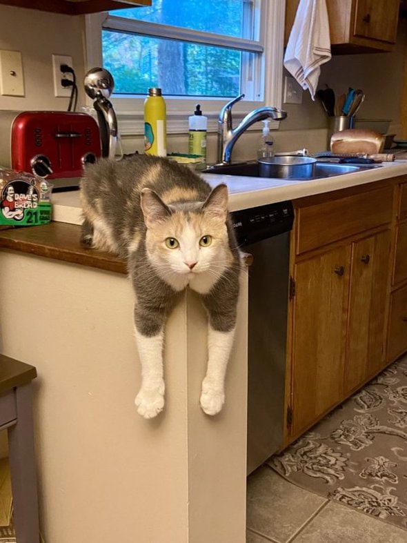 cat on counter.