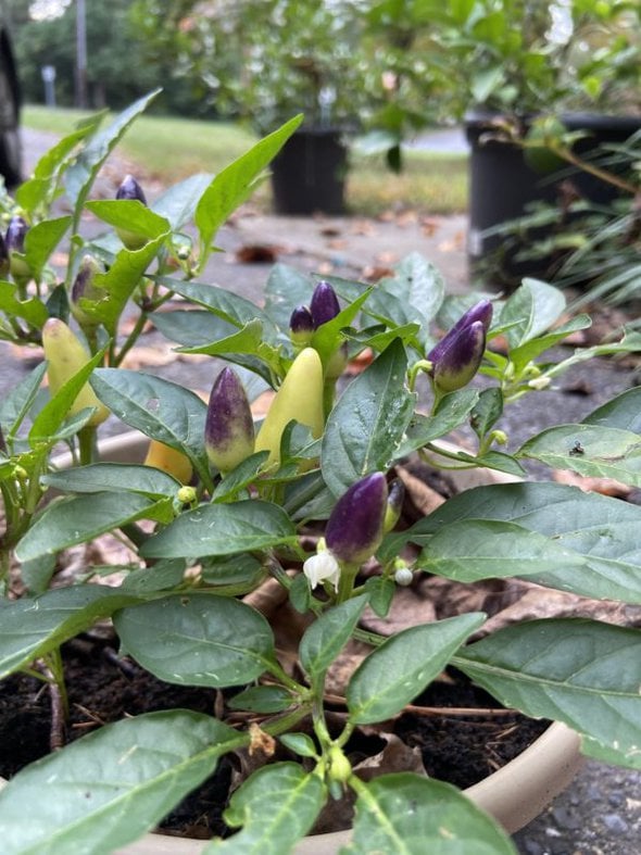 purple peppers.
