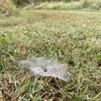 spider web in grass.