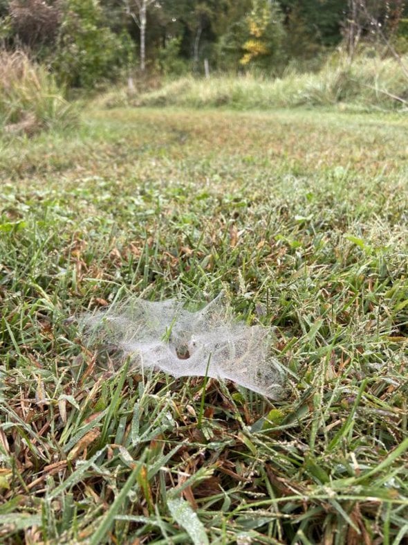 spider web in grass.