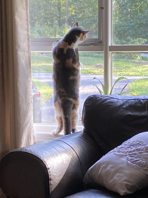 cat standing in window.