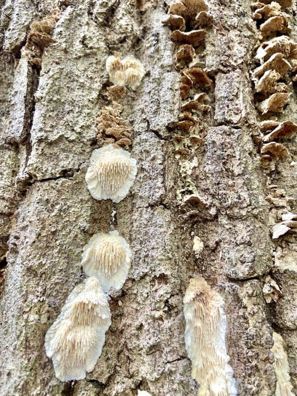 fungi growing on tree.