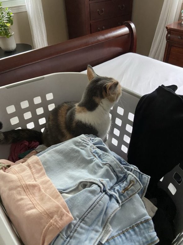 cat in laundry basket.