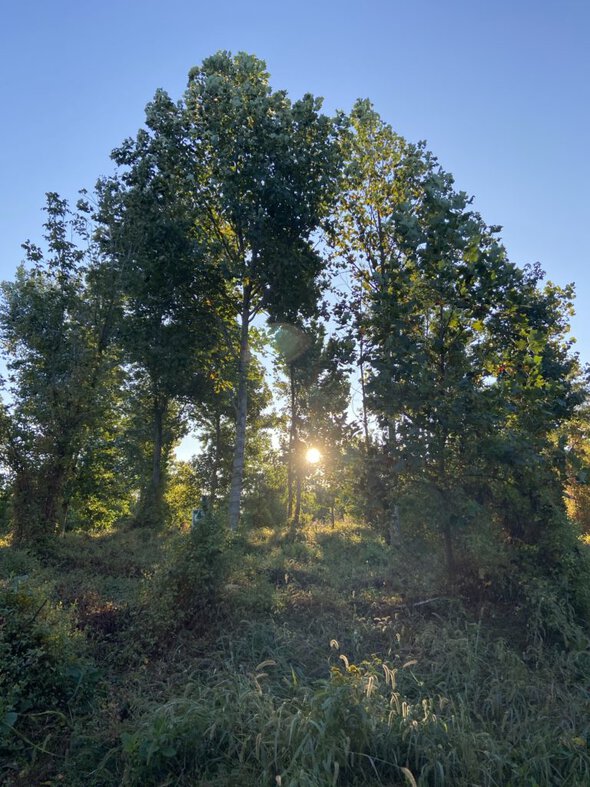 sun behind trees.