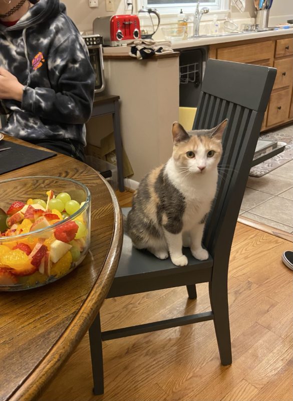 cat on chair.