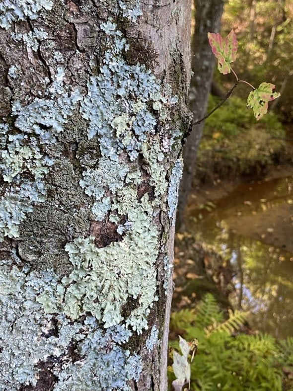 lichen on trees.