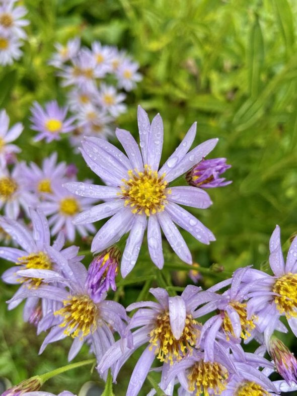 water droplets on purple flowers.