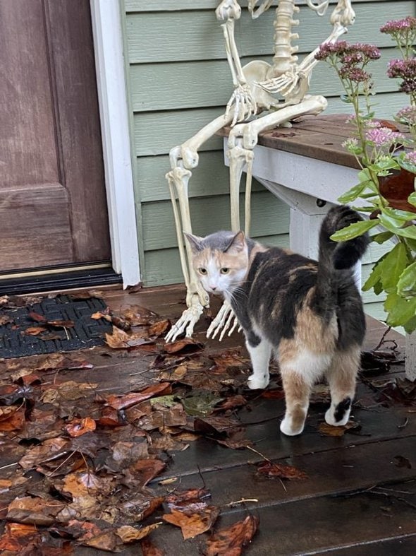 cat on a front deck.