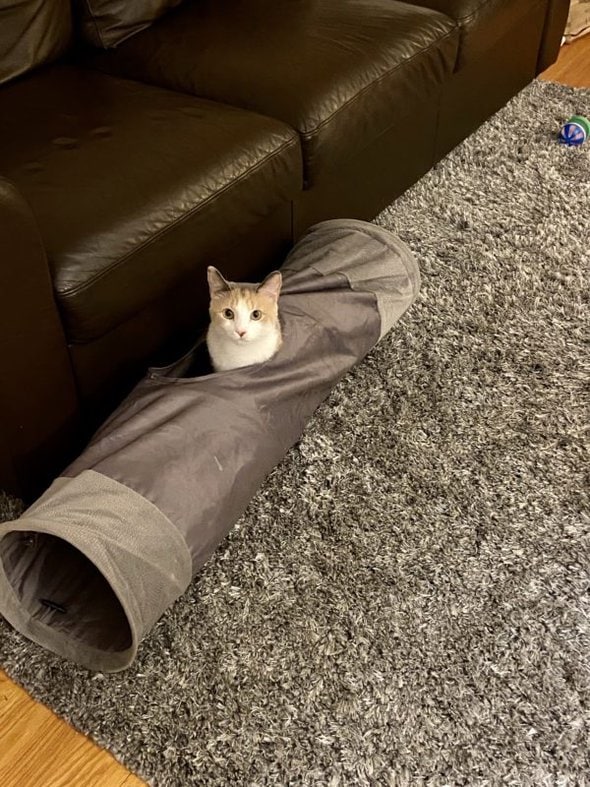 cat in a cat tunnel.