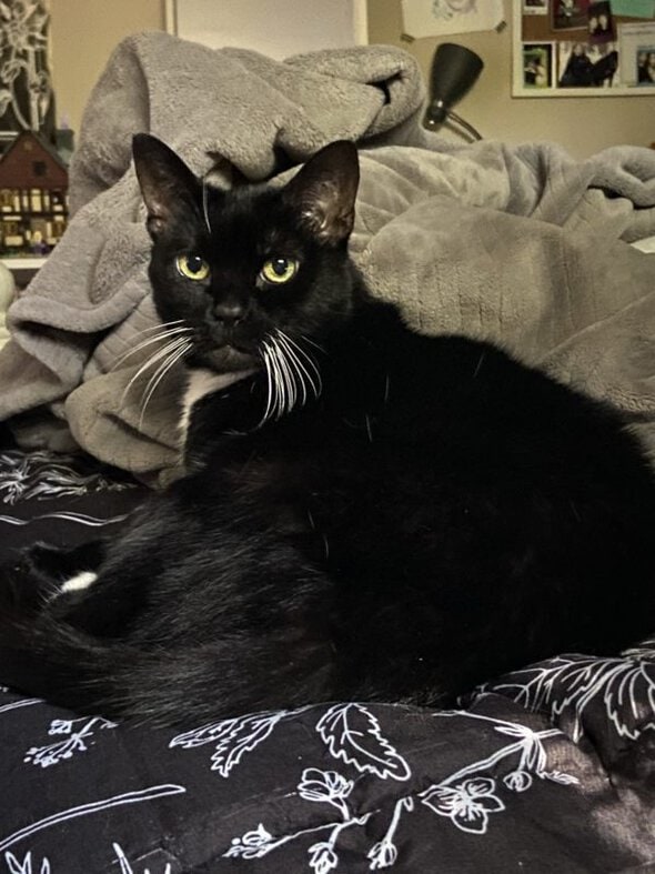 black cat on bed.