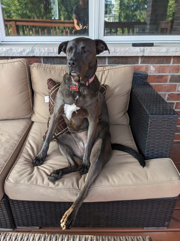 dog on couch.