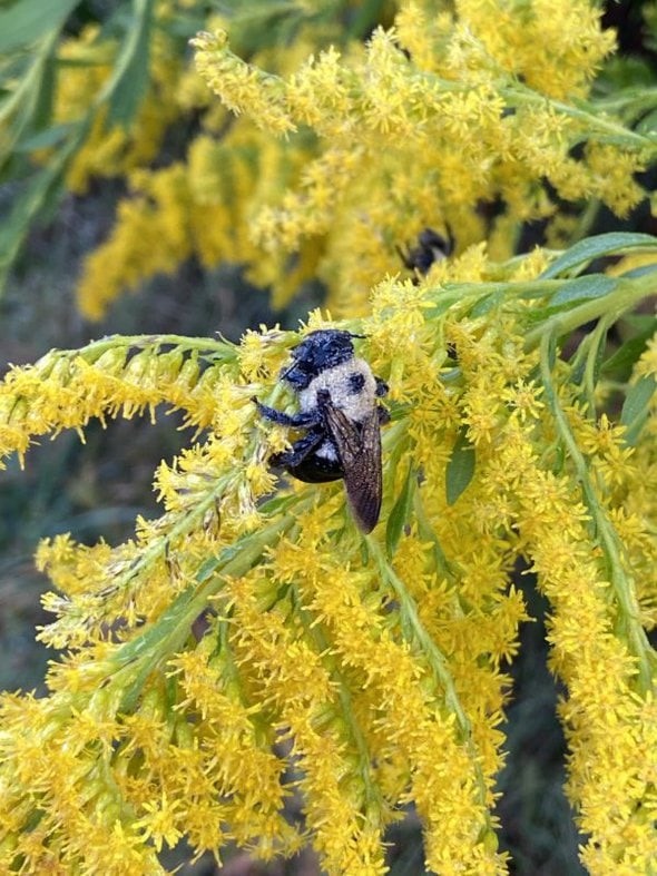 bumblebee on goldenrod flower.