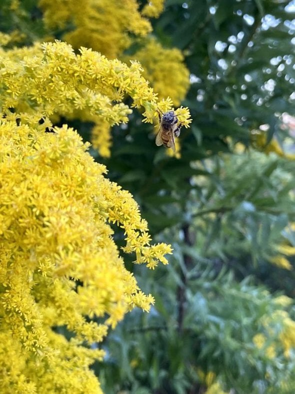 honeybee on flower.