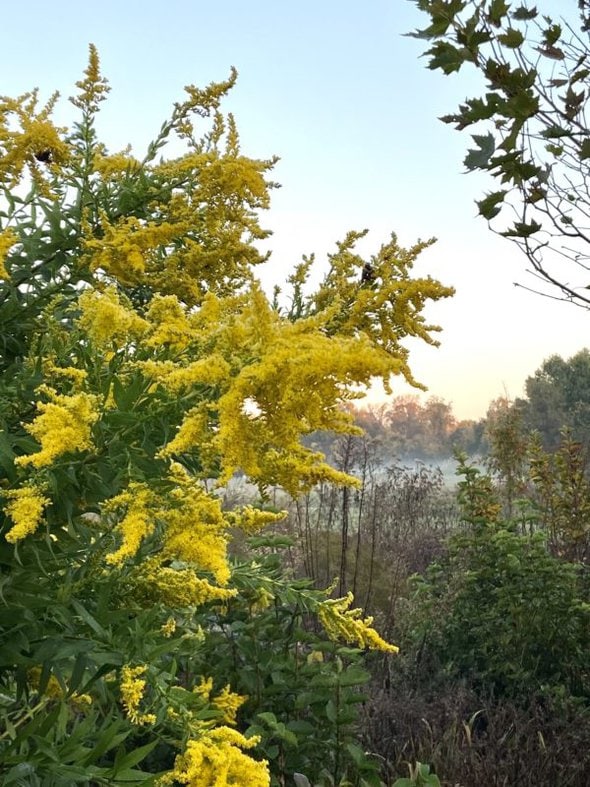 goldenrod plant.