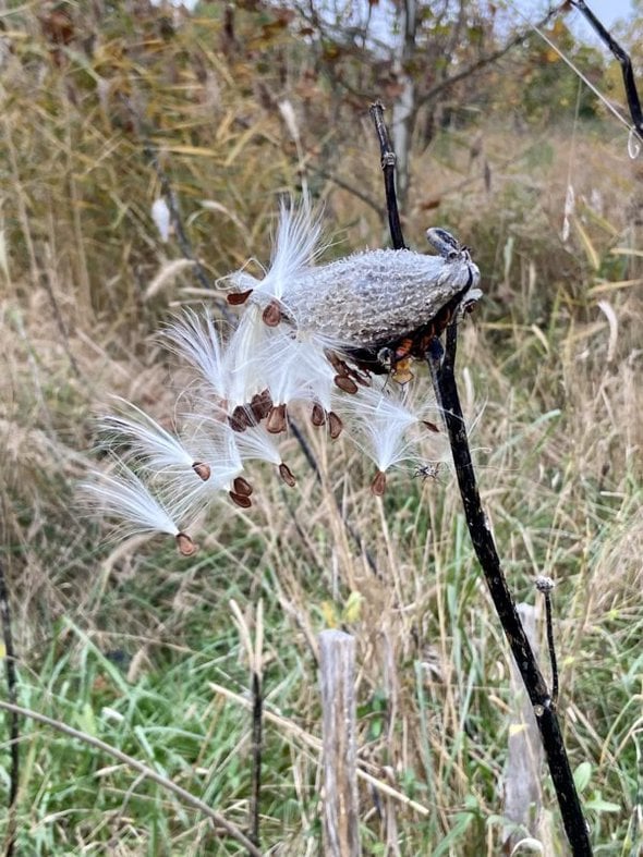 seed pod.