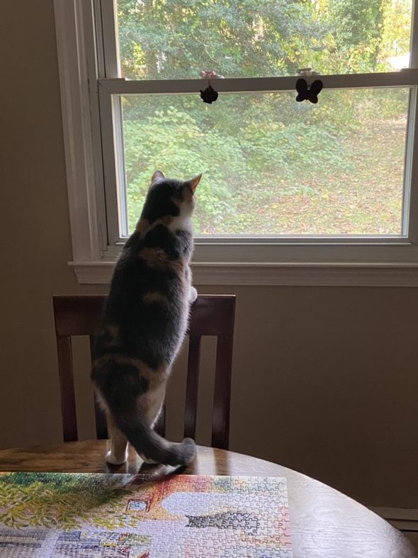 cat looking out the window.