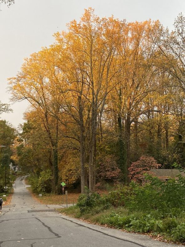 yellow tree leaves.