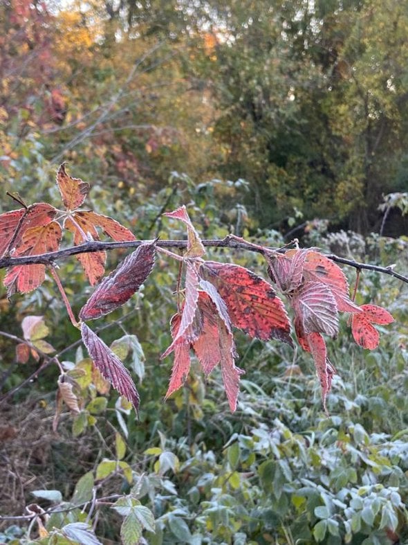 blackberry leaves.