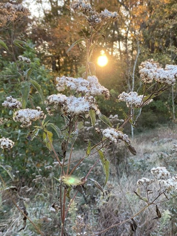 morning sun through trees.