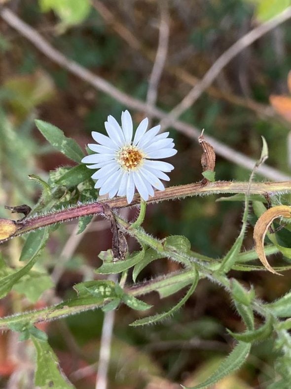 small white flower.