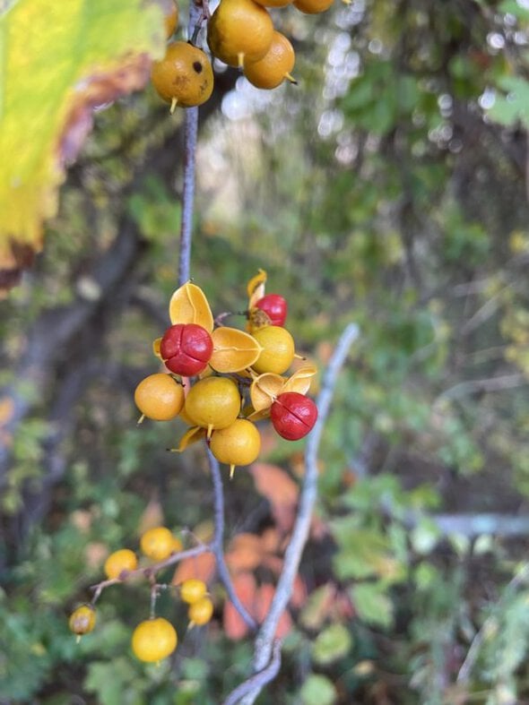yellow and red berries.