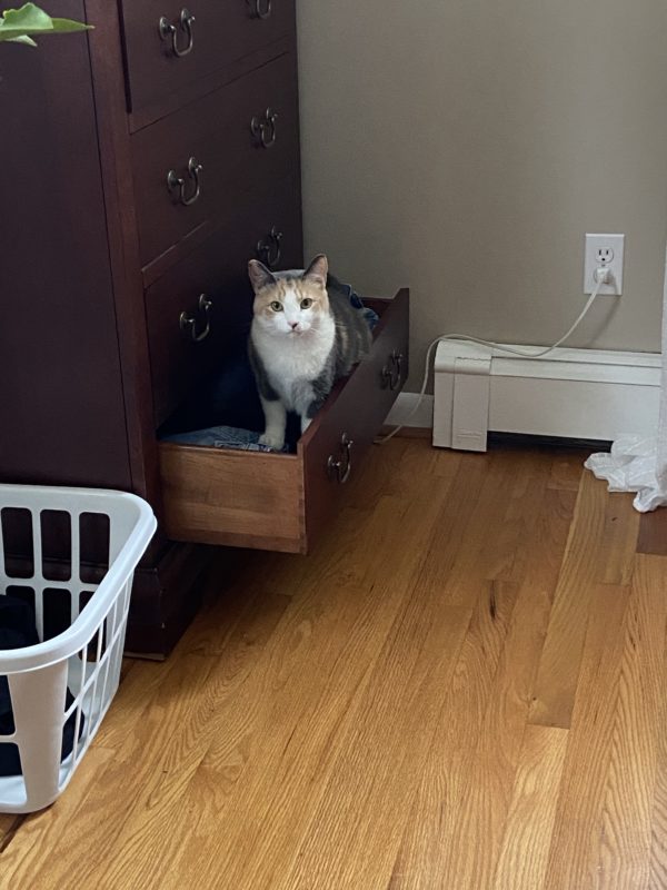 Chiquita in a drawer.