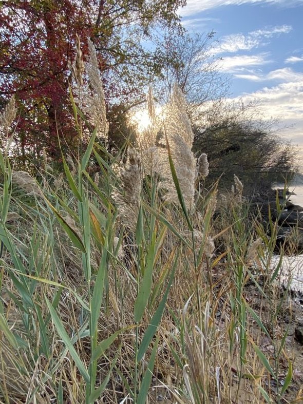 sea grasses in the fall.