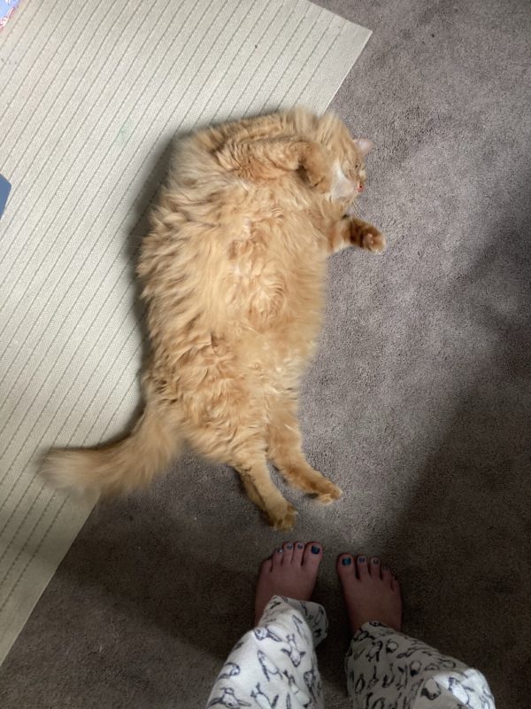 fluffy orange cat.