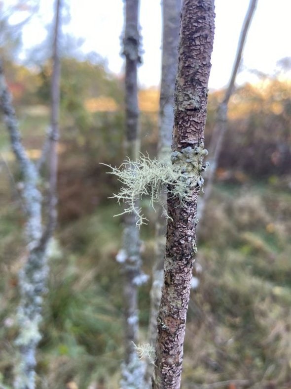 moss on tree.